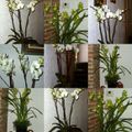 HS : Les orchidées