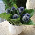 Quelques chardons bleus