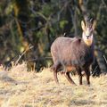 Chamois