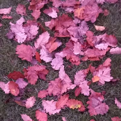 Feuilles Feuilles Feuilles ! 🍁🍂🍁🍂