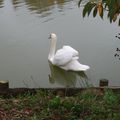 LE CYGNE...