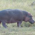 Hippopotames 3 - Afrique de l'Est