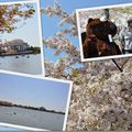 Cherry Blossom 2010