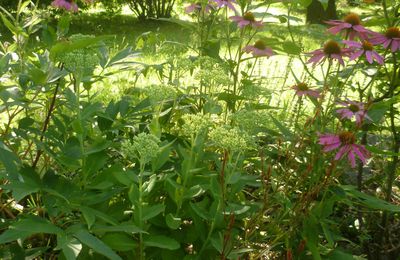 Massif des pivoines,les échinacées