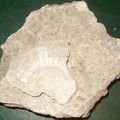 Un fossile 