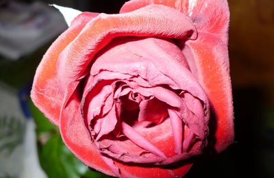 Une Rose qui prend de l'age 