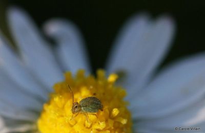 de plus en plus près