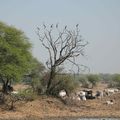 Decouverte Parc Keoladeo Ghana