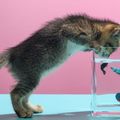 Les Chats de Février, Mars et Avril de Luna