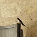 Petits oiseaux de vacances