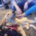 Dog therapy ou comment détendre des étudiants en pleine révision !