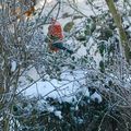  ces petites boules de plumes si fragiles en Hiver...*