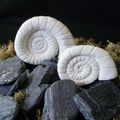 Fossiles décoratifs zen