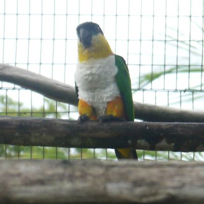 Zoo de Guyane #2