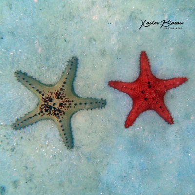 Echantillon d'étoiles de mer de la Baie des Citrons à Nouméa