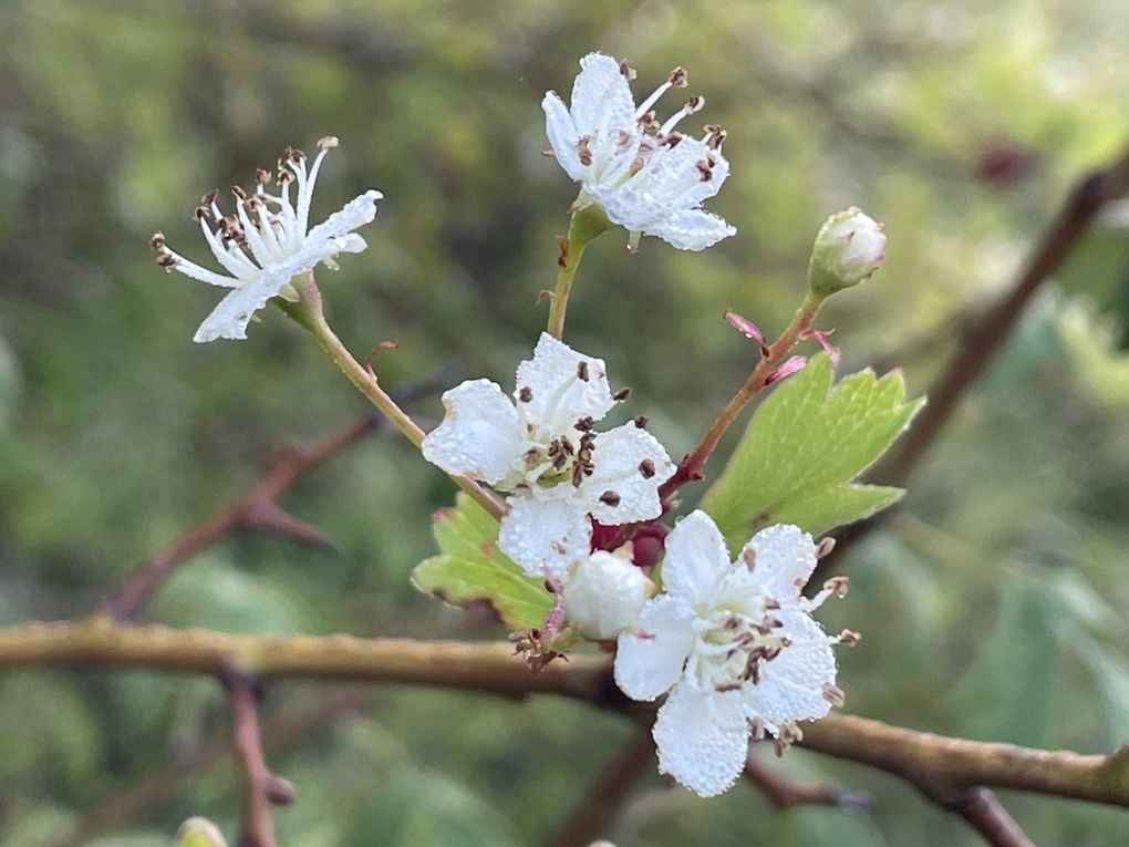 Vendredi 03 octobre 2025 sur un des balcons de ma ville  , en date du 29 sept 2025 et le vent était très froid , ça réveille de bon matin ... Je vous laisse contempler mon diaporama 