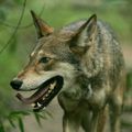 ETATS-UNIS - Un accord historique pour sauver le Loup rouge