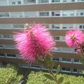 Fleurs du potager....