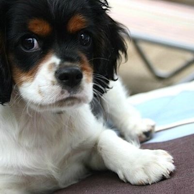 UNE DE MES PASSIONS : MON KING CHARLES