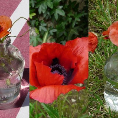 Gentil coquelicot, mesdames...