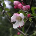 Pluie et soleil en mon jardin