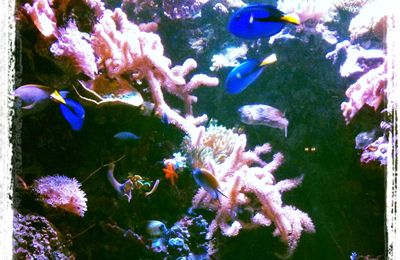 Nemo et ses copains à l'Aquarium de la Porte Dorée