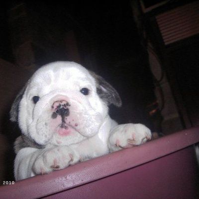 Fonzie arrive bientôt