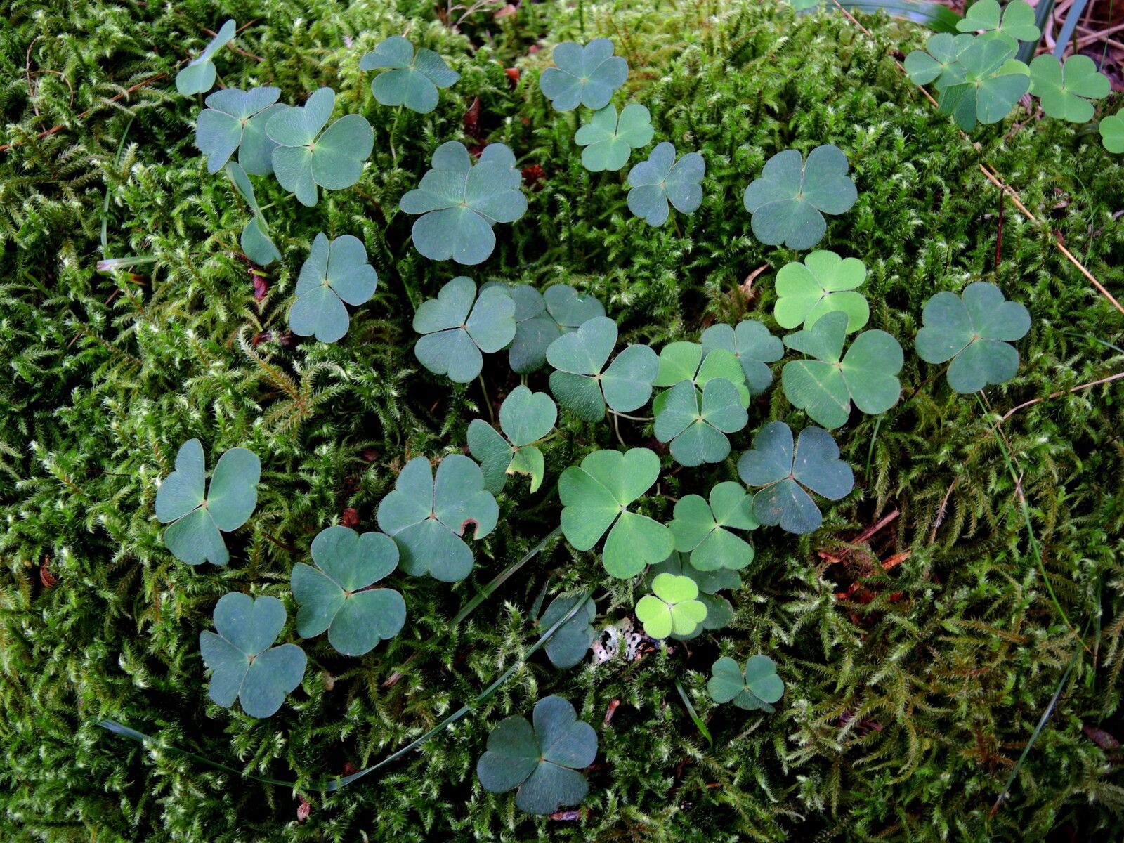 Corancy, dans les bois, oxalis (58)