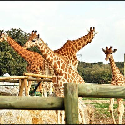 Girafe's attitudes !! -13-La Barben Zoo