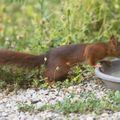 Cacahuète - l'écureuil roux - n'est pas venue seule ce matin ...