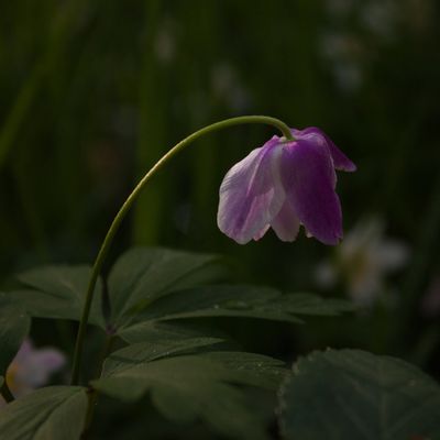 Forêt de Mondon, Lorraine (Anémone sauvage, fleurs de cerisier)