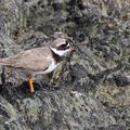 AVES - GRAVELOT Grand - Charadrius Hiaticula