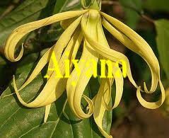 Ylang-ylang II