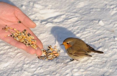 Pensez à nourrir les animaux !