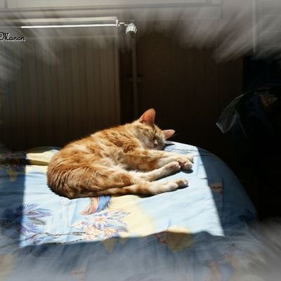 Y'en a qui on de la chance