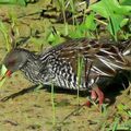 Râle tacheté (Pardirallus maculatus)