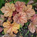 Une nouvelle heuchère couleur cuivre-orangé veinée de rouge