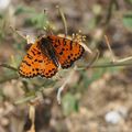 Papillons volent et autres bestioles