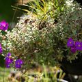 bouquet de fleurs