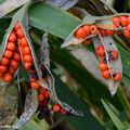 Les fruits rouges de l'iris gigot persistent jusqu'au milieu de l'hiver.