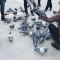les pigeons de la place San Marco