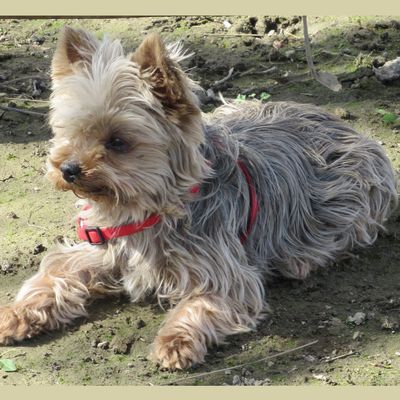 Filou s'en est allé... 😢