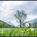 Le Printemps en Montagne