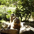 La Colline aux Marmottes