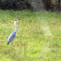 Ardea cinerea Linnaeus, 1758