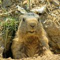 Marmotte en vallée d'aspe