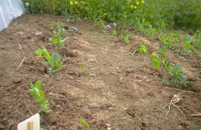 éclaircissement des petits pois, plantation de la poire de terre et repiquage des livêches.