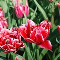 Tulipa 'Willemsoord'