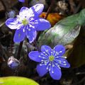 Les petites fleurs de l'Hépatique éclairent un coin d'ombre...