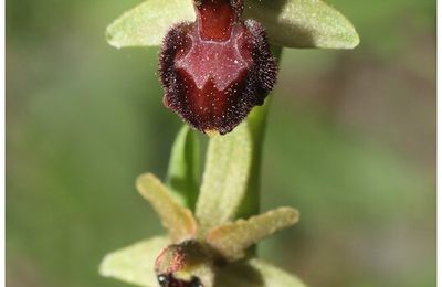 Ophrys de Provence : Ophrys provincialis